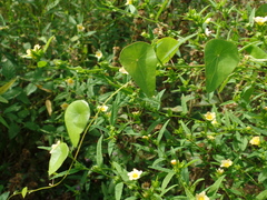 Cissampelos sympodialis