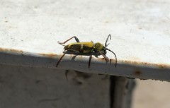 Triodoclytus lanifer