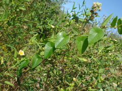 Cissampelos sympodialis