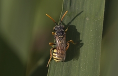 Nomada fucata
