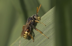 Nomada fucata
