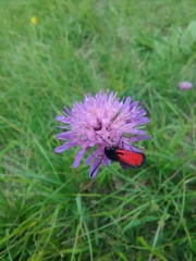 Zygaena erythrus