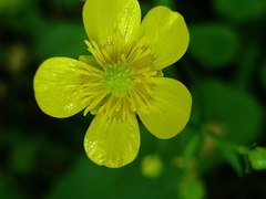 Ranunculus acris