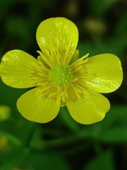 Ranunculus acris