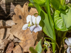 Viola mirabilis