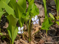 Viola mirabilis