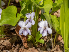 Viola mirabilis