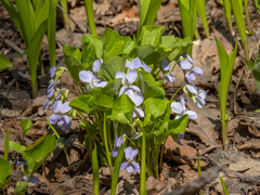 Viola mirabilis