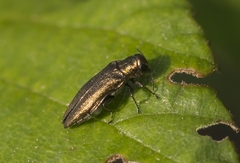 Agrilus cuprescens