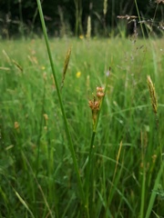 Juncus acutiflorus