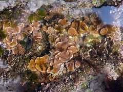 Mesophyllum lichenoides