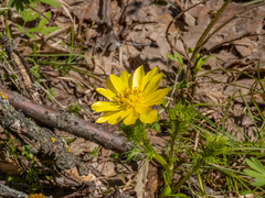 Adonis vernalis