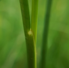 Juncus acutiflorus