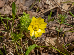 Adonis vernalis