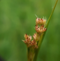 Juncus acutiflorus