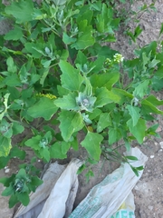 Chenopodium album