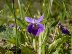 Viola ambigua