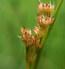Juncus acutiflorus