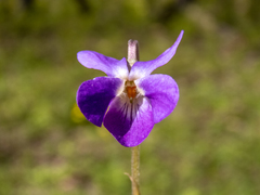 Viola ambigua