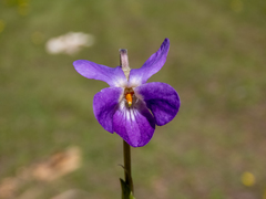 Viola ambigua