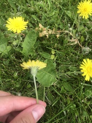 Pilosella officinarum