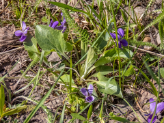 Viola ambigua