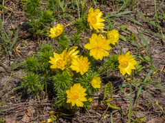 Adonis vernalis