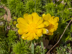 Adonis vernalis