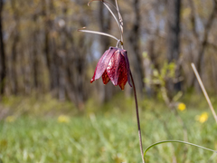 Fritillaria ruthenica