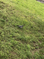 Columba palumbus