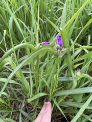 Tradescantia bracteata