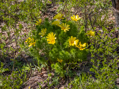Adonis vernalis