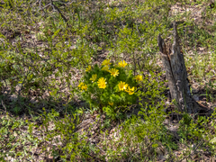 Adonis vernalis