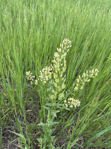 field penny-cress