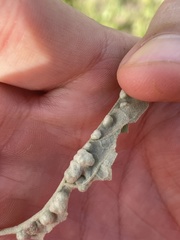 Ditylenchus phyllobius