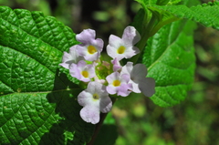 Lantana fucata