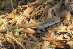 Aspidoscelis motaguae