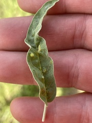 Ditylenchus phyllobius