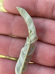 Ditylenchus phyllobius