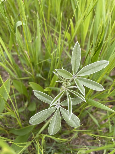 silvery scurfpea