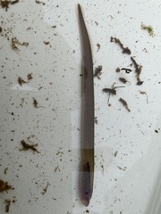 Lampetra planeri