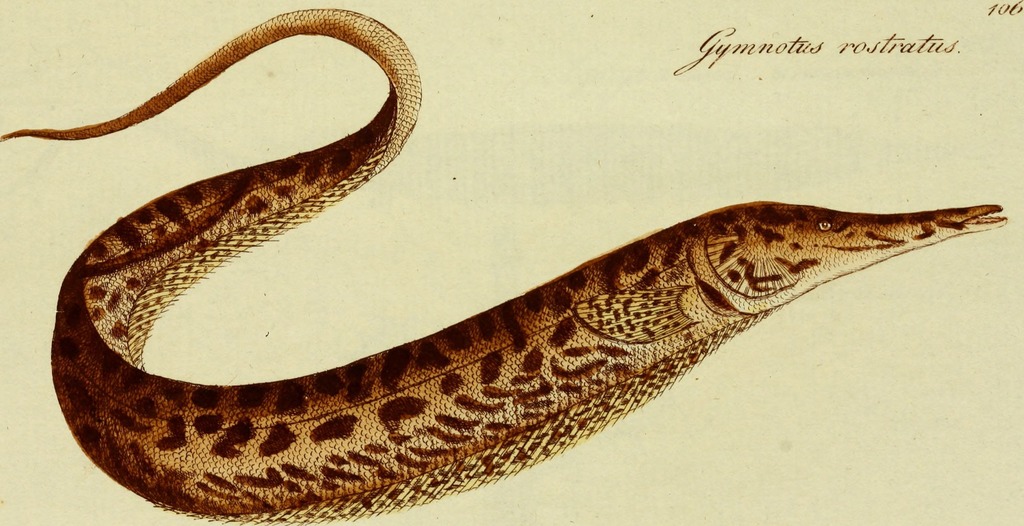 Sand Knifefish