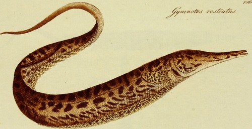 Sand knifefish