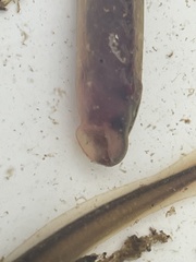 Lampetra planeri