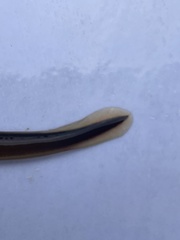 Lampetra planeri