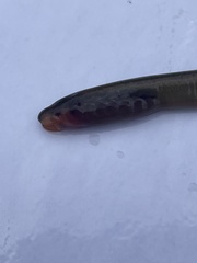 Lampetra planeri