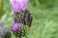 Silis ruficollis