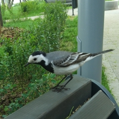 Motacilla alba