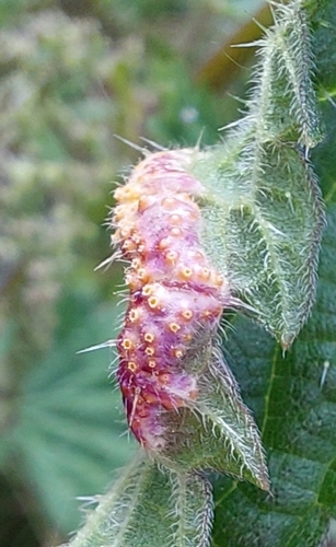 Nettle Clustercup Rust fungus