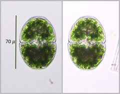 Cosmarium pyramidatum